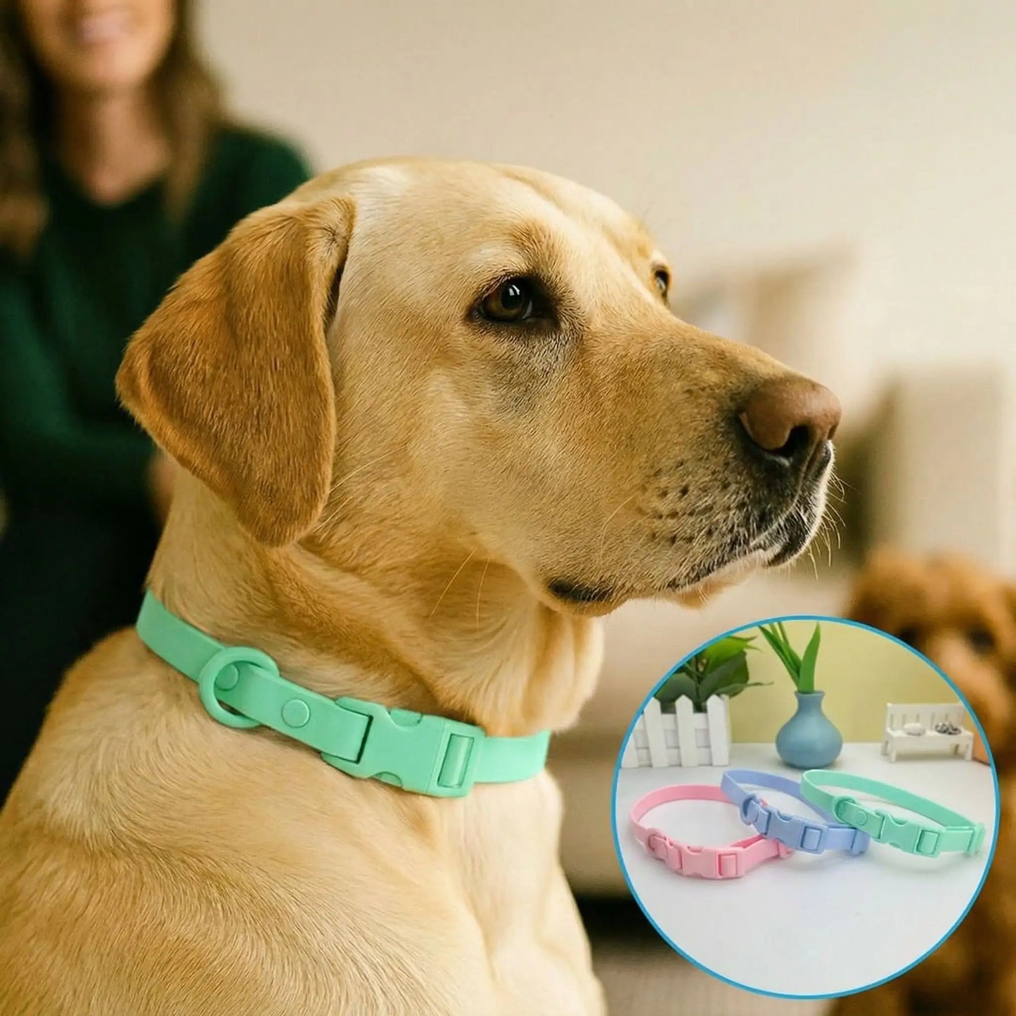 collier chien avec notre ami et ses trois couleurs