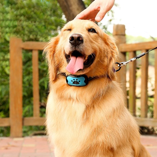 Collier de dressage pour chien sur notre compagnon assis