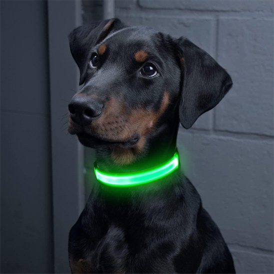 Colliers lumineux pour chiens vert avec notre ami