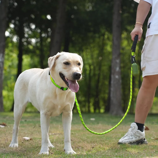 laisse pour chien vert autour cou notre amie promenade maitre