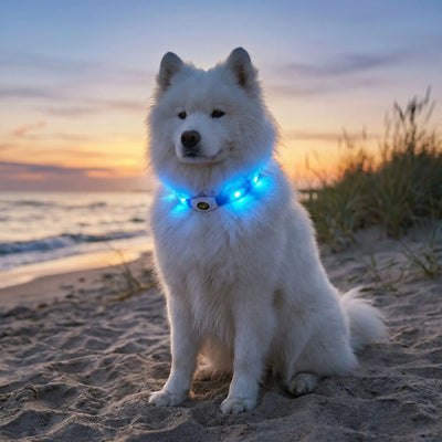 Collier lumineux pour chien avec notre compagnon en promenade