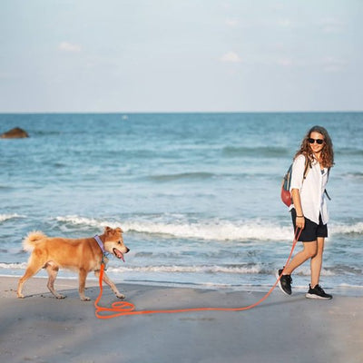 longe-pour-chien-en-promenade-plage-entre-amies.