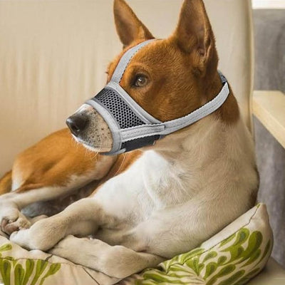 Muselière pour chien sur notre ami allongé