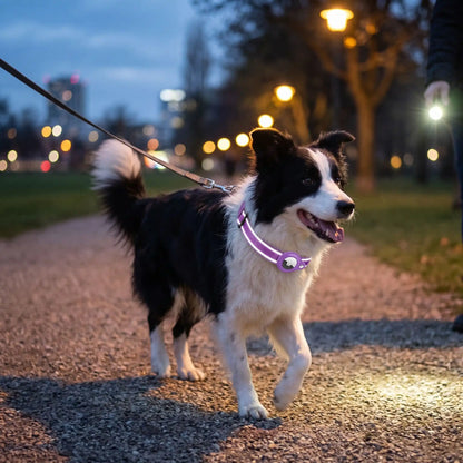Border collie avec collier gps chien au couche soleil