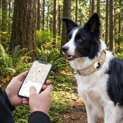 Border collie dans foret avec son collier gps chien