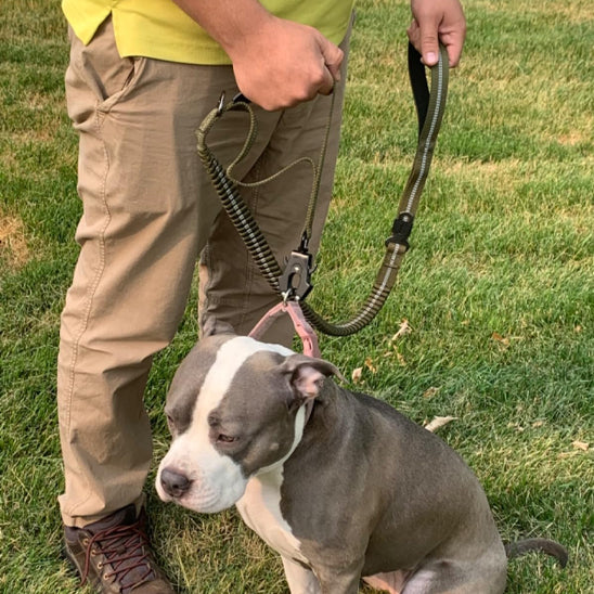 Deux amies promene avec laisse pour chien vert autour cou