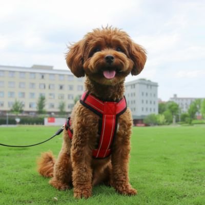 Harnais pour petit Chien sur notre compagnon