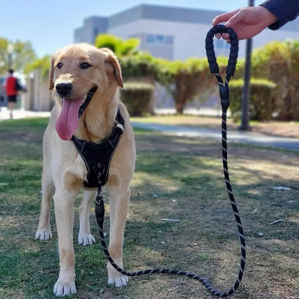 Laisse pour chien noir blanc autour du cou du chien accompagne par son maitre