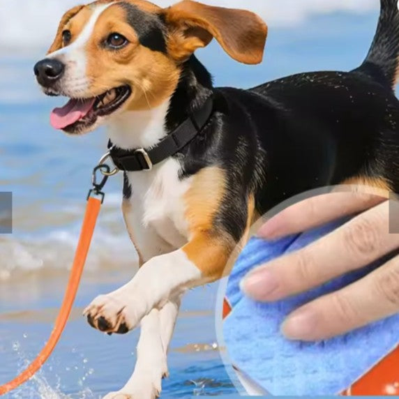 Longe pour chien autour cou notre ami plage