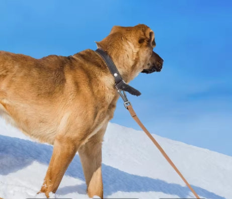 Longe pour chien chocolat autour cou notre ami neige