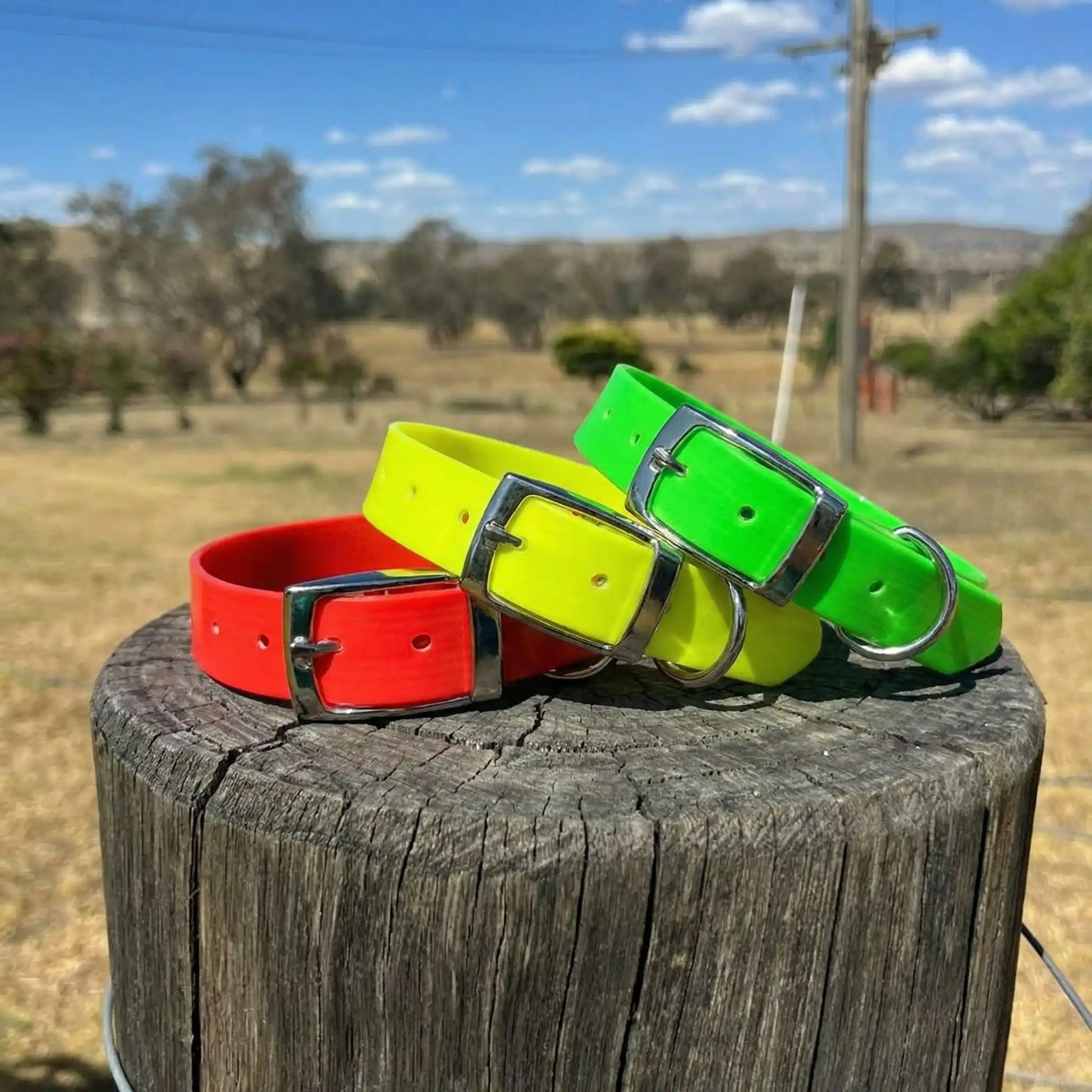 collier chien avec les trois colories différents