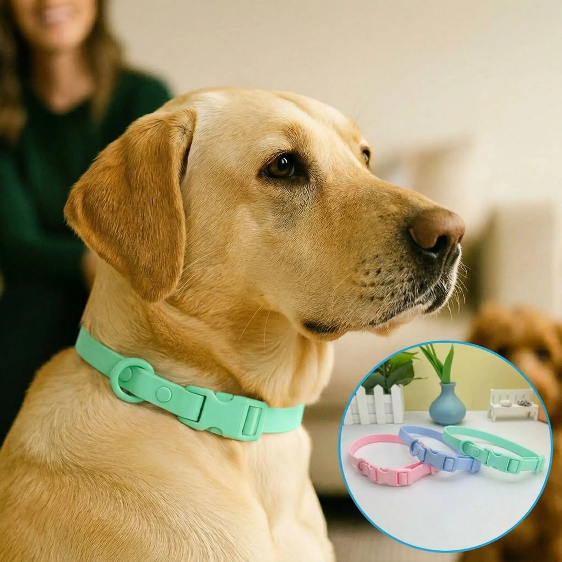 collier chien avec notre ami et ses trois couleurs