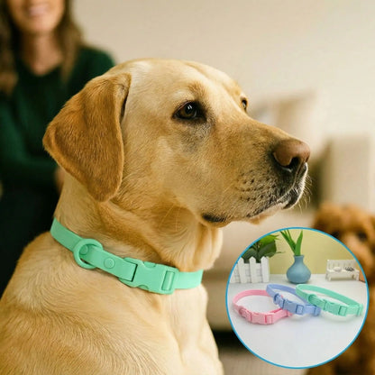 collier chien avec notre ami et ses trois couleurs