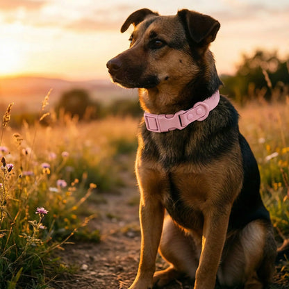 collier chien avec notre toutou dans jardin