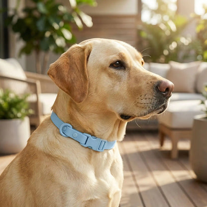 collier chien bleu avec notre toutou dans terrasse