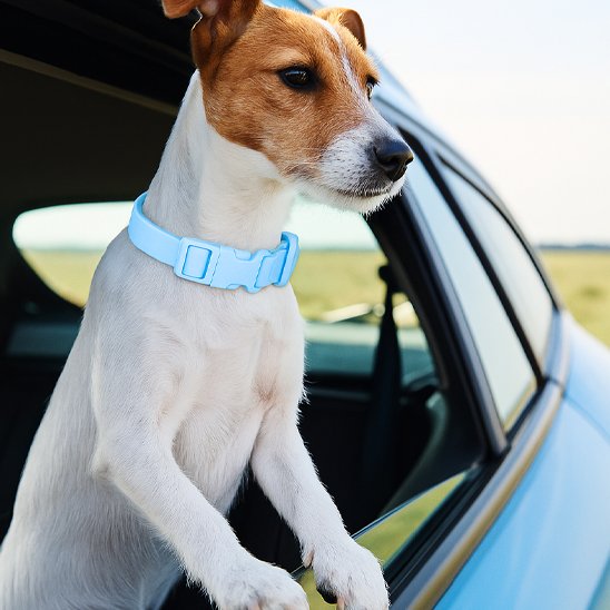 Collier chien bleu avec notre toutou en voiture