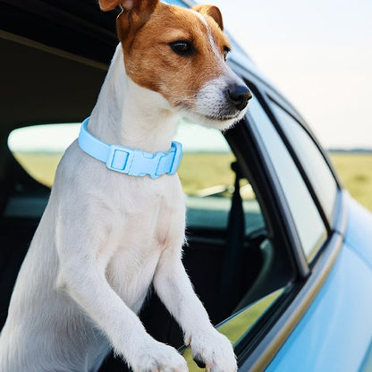 Collier chien bleu avec notre toutou en voiture