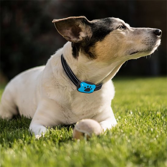 Collier de dressage pour chien sur notre ami allonge sur herbe