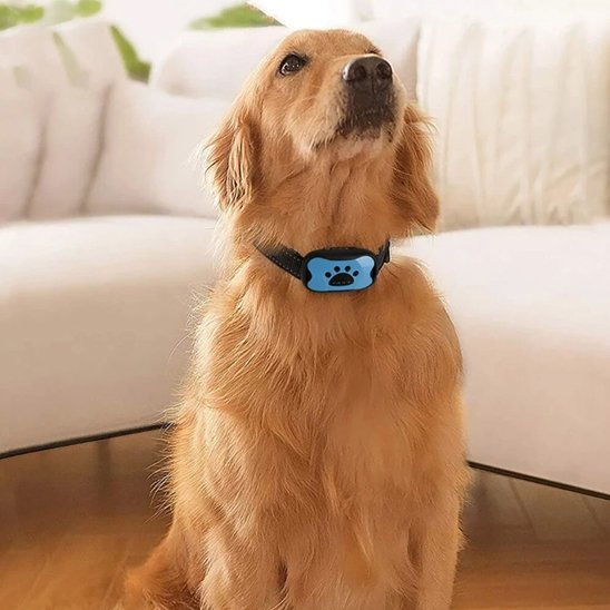 Collier de dressage pour chien sur notre ami