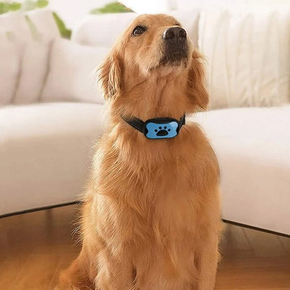 Collier de dressage pour chien sur notre ami