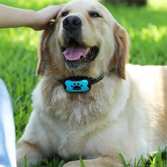 Collier de dressage pour chien sur notre toutou allonge