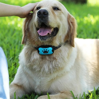 Collier de dressage pour chien sur notre toutou allonge