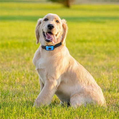 Collier de dressage pour chien sur notre toutou en promenade