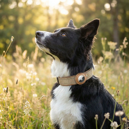 collier gps chien avec notre ami en promenade