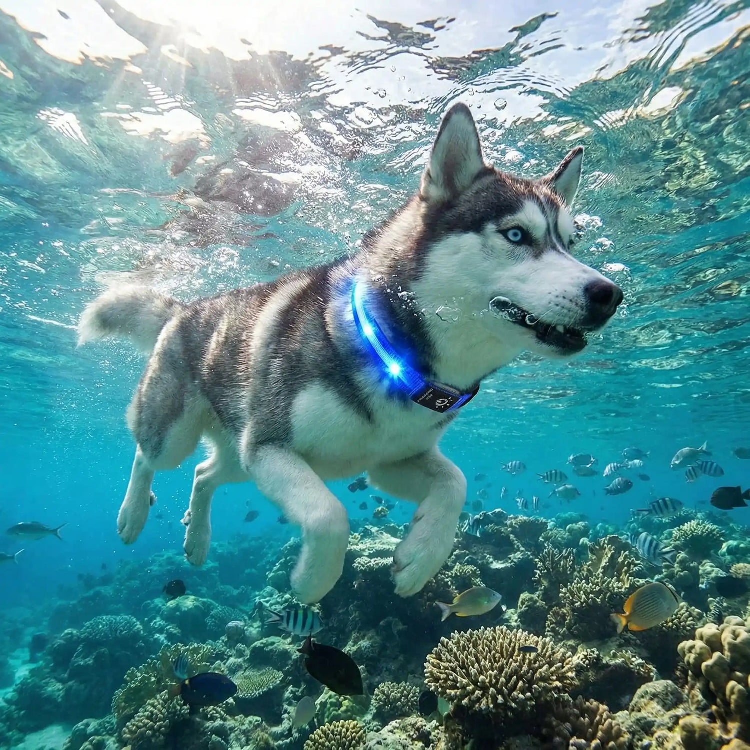 collier gps chien avec notre ami husky qui nage
