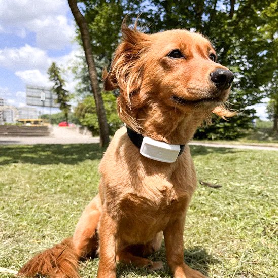 Collier GPS chien avec notre ami