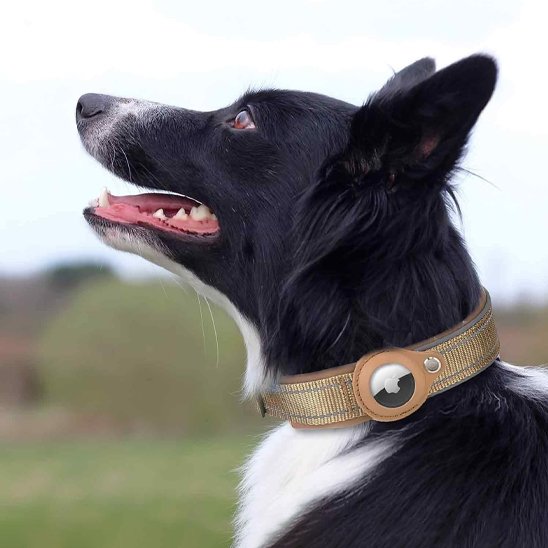 Collier GPS chien beige avec notre ami