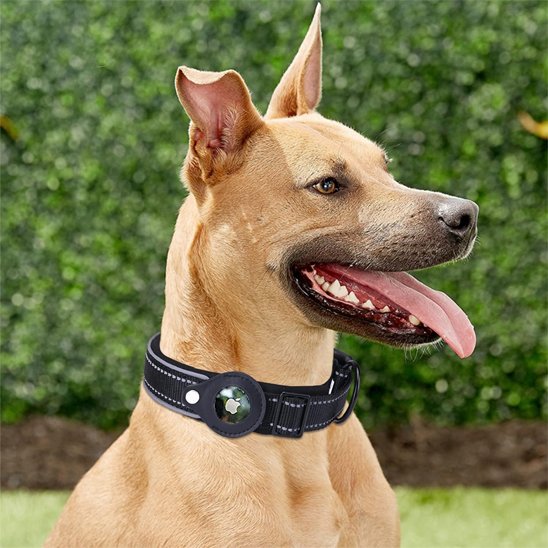 Collier GPS chien noir avec notre toutou
