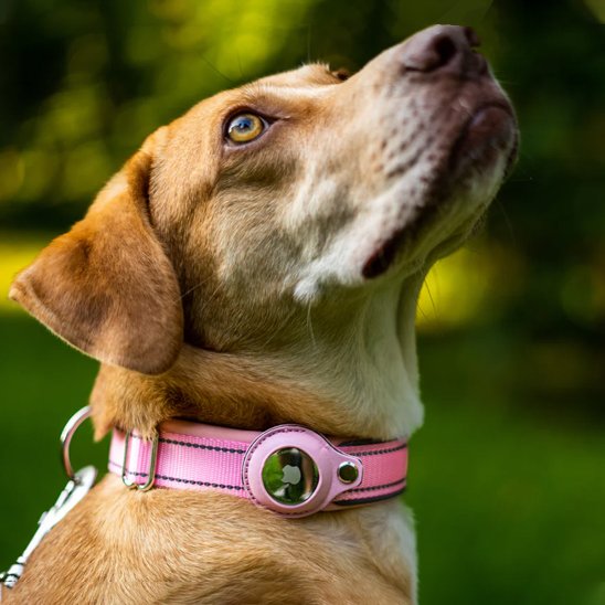 Collier GPS chien rose avec notre compagnon
