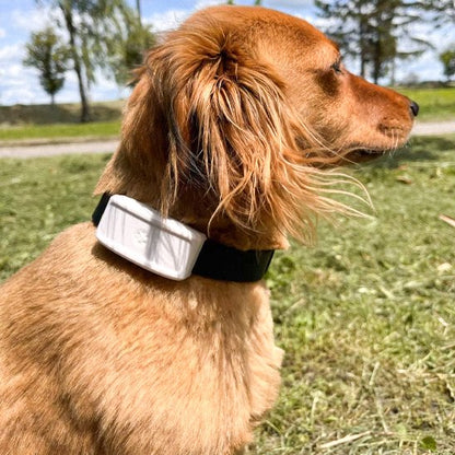Collier GPS chien sur notre ami en balade