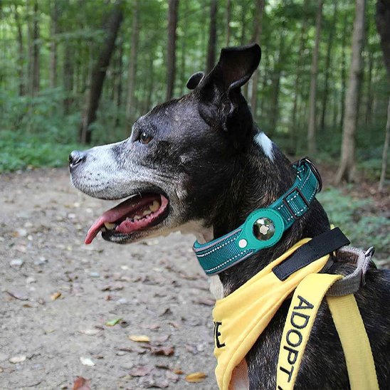 Collier GPS chien turquoise avec notre compagnon