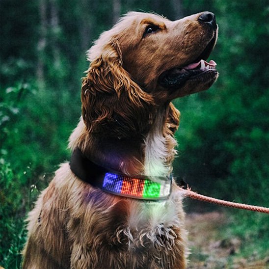 Collier lumineux chien 4 colories avec notre toutou