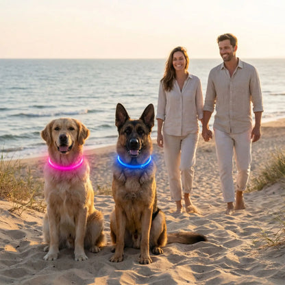 collier lumineux chien avec nos compagnons au bord mer