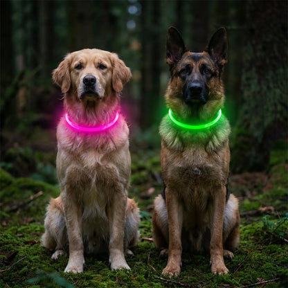 collier lumineux chien avec nos deux compagnons dans bois