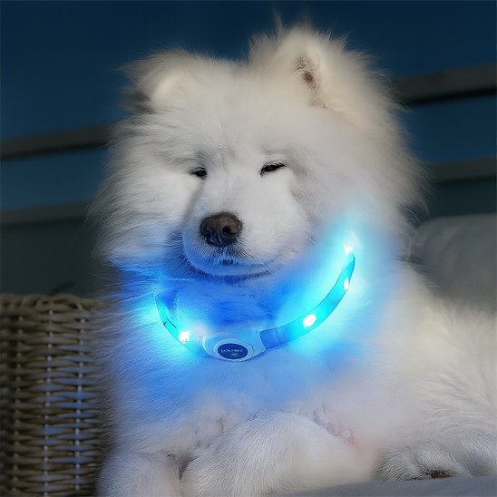 Collier lumineux chien avec notre toutou blanc