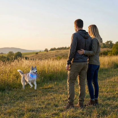 collier lumineux chien bleu avec nos compagnons en compagne