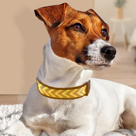 Collier lumineux chien jaune avec notre compagnon allonge