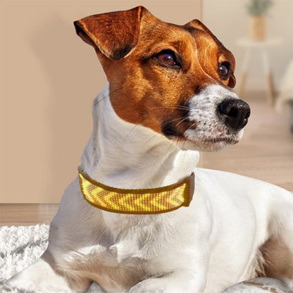 Collier lumineux chien jaune avec notre compagnon allonge