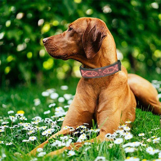 Collier lumineux chien rose avec notre ami allonge