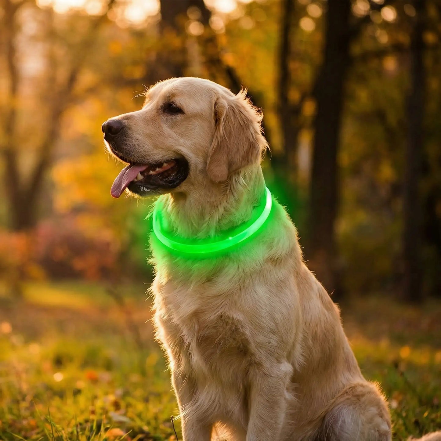 collier lumineux chien vert avec notre ami