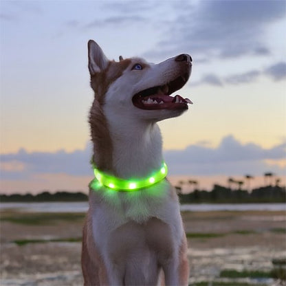 Collier lumineux chien vert avec notre compagnon