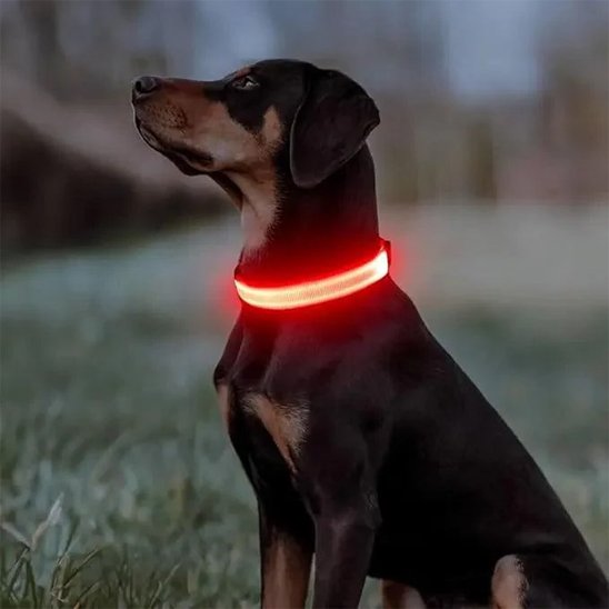 Collier lumineux pour chien rouge avec notre ami