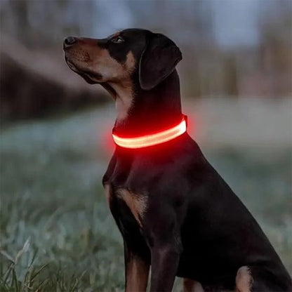 Collier lumineux pour chien rouge avec notre ami