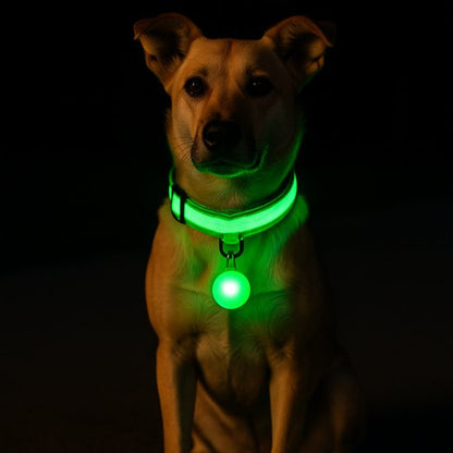 Collier lumineux pour chien vert avec notre compagnon