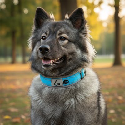 Collier pour Chien bleu avec notre toutou
