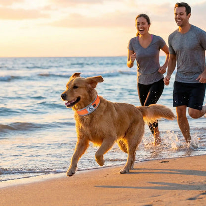 collier pour chien orange avec notre compagnon et ses maitres